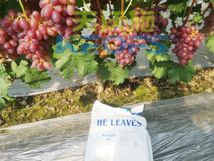 水溶肥用量少，可是效果卻很好！