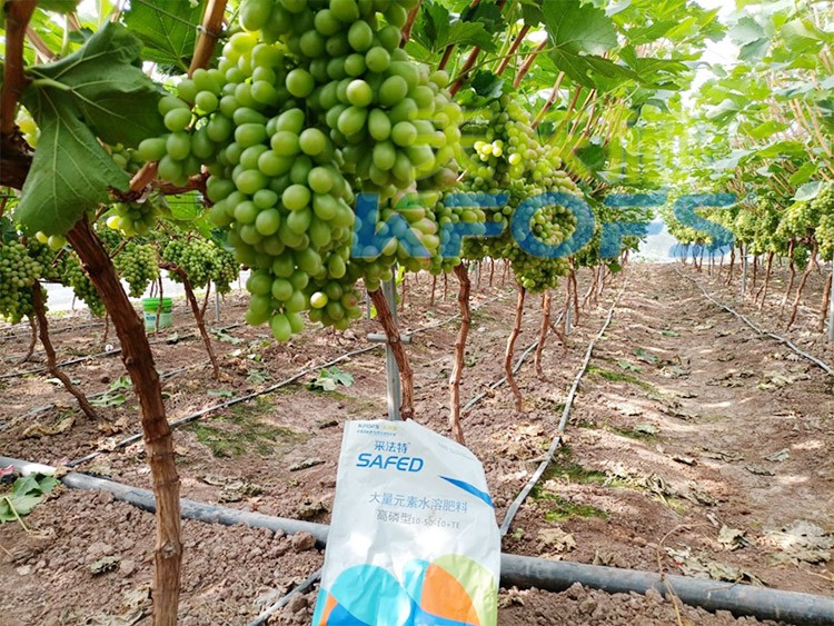 水溶肥價格高，可是用的人卻很多！