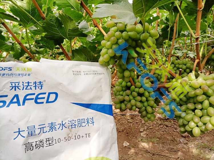 水溶肥價格高，可是用的人卻很多！