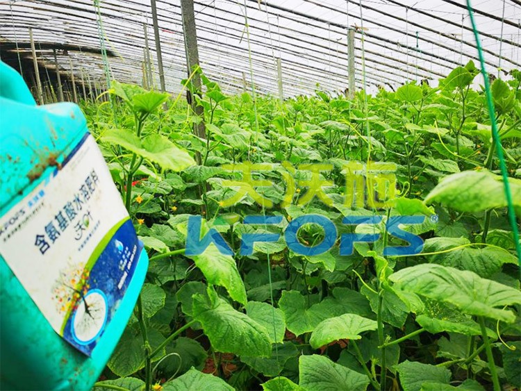 水溶肥那么多，為什么推薦你用這款？