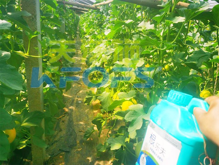 甜瓜用哪個水溶肥廠家的產(chǎn)品好？