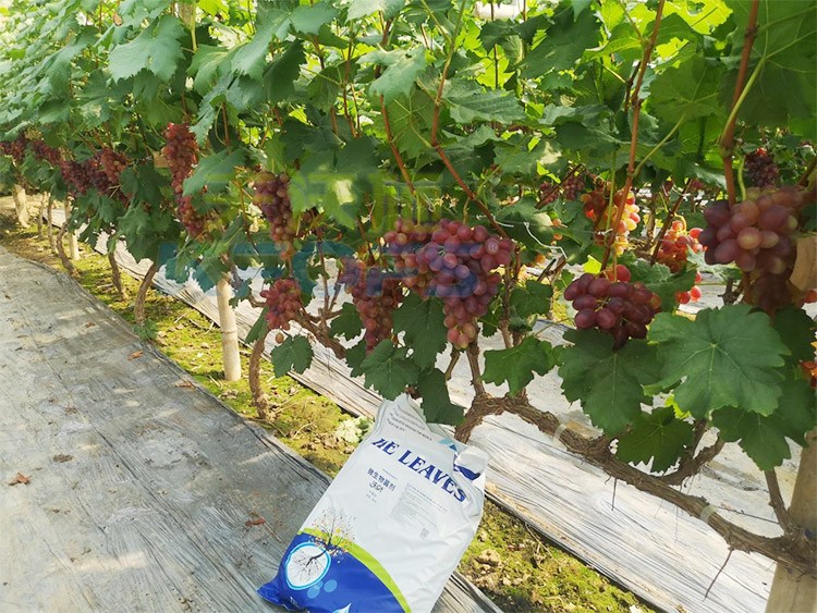 葡萄抽梢粗細(xì)不齊，如何搭配水溶肥調(diào)理？