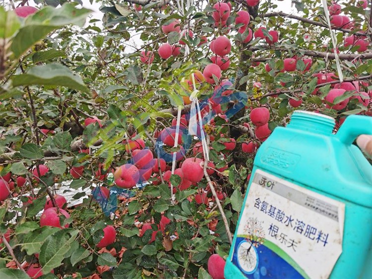 蘋果樹用什么生根肥好？看看這款！