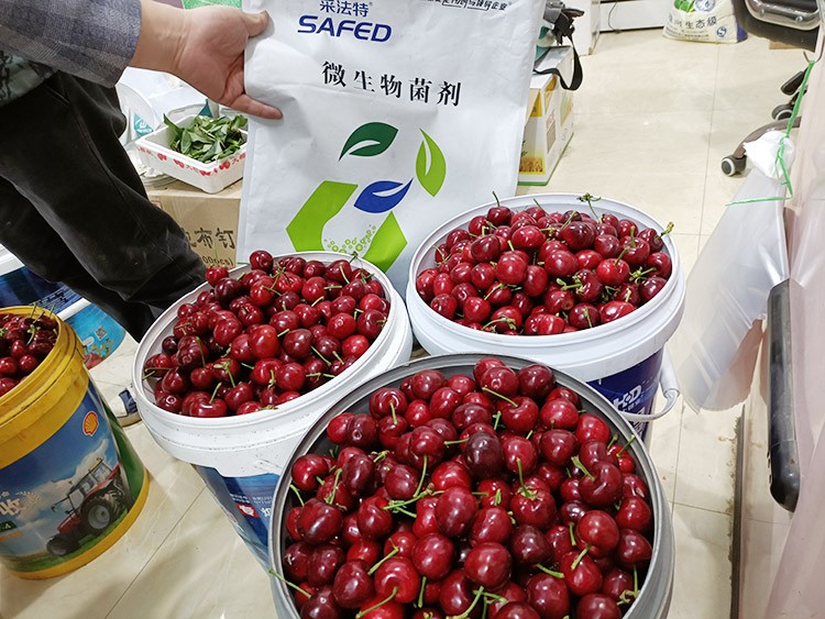 水溶肥哪家好？看完這篇不疑惑！