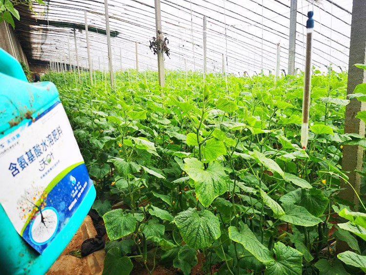 水溶肥品牌選沃葉，讓你脫穎而出！