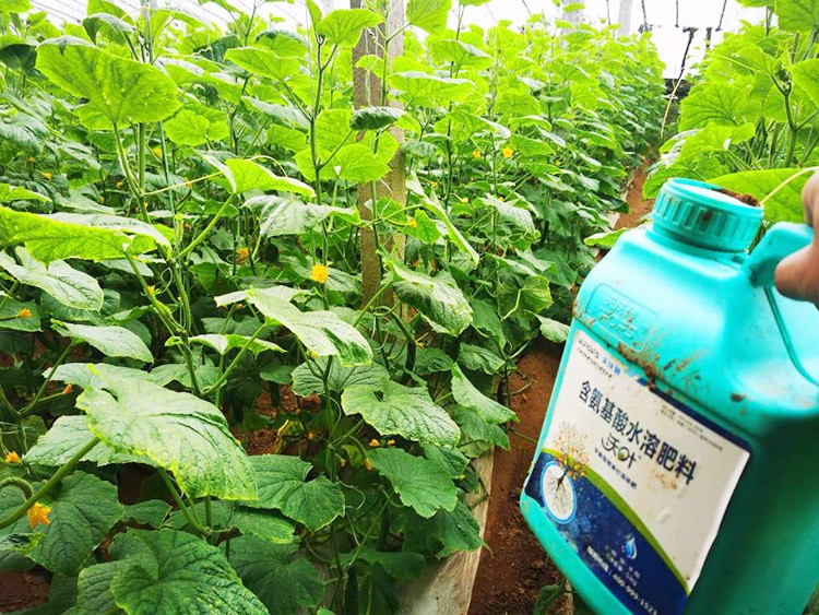 水溶肥品牌選沃葉，讓你脫穎而出！