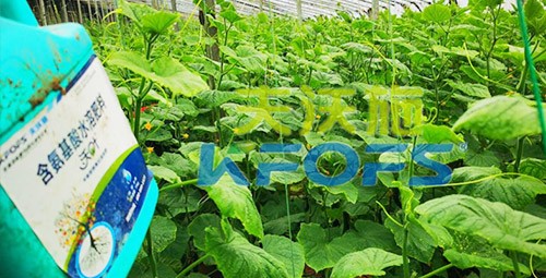 水溶肥那么多，為什么推薦你用這款？