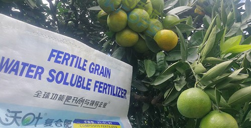 柑橘轉(zhuǎn)色，這幾點你一定要注意！