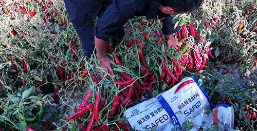 顆粒水溶肥蔬菜上該選什么樣的？