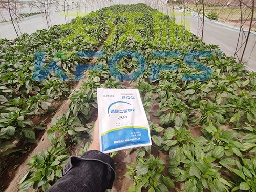 磷酸二氫鉀廠(chǎng)家，這家不要錯(cuò)過(guò)！