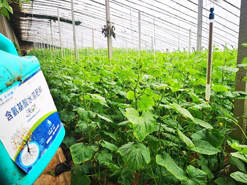 水溶肥品牌選沃葉，讓你脫穎而出！