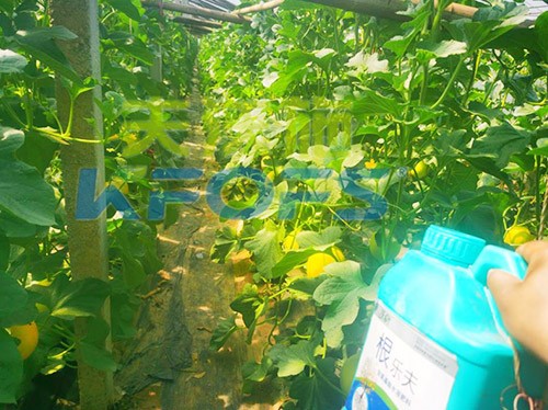 甜瓜用哪個(gè)水溶肥廠(chǎng)家的產(chǎn)品好？