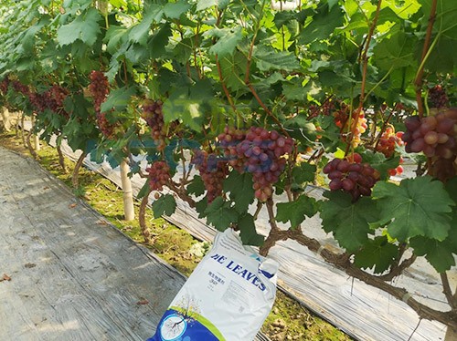 葡萄抽梢粗細(xì)不齊，如何搭配水溶肥調(diào)理？