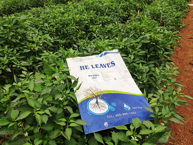 辣椒用什么水溶肥病害少？