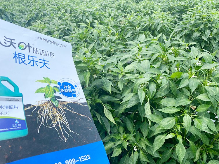 辣椒用什么水溶肥病害少？