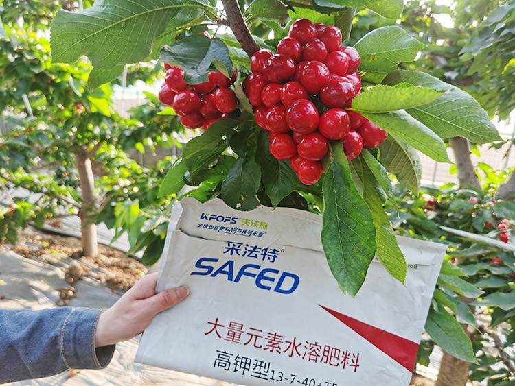 大櫻桃用什么水溶肥又大又甜？