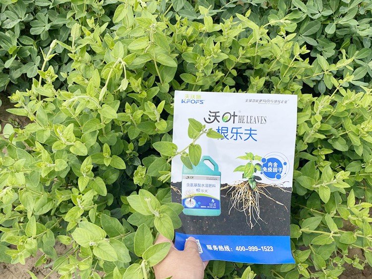 水溶肥這樣搭配使用，解決金銀花根腐黃化