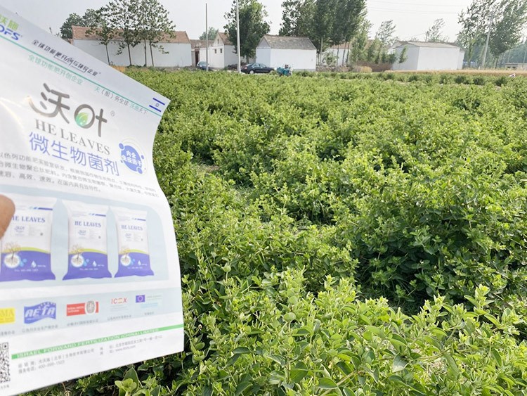 水溶肥這樣搭配使用，解決金銀花根腐黃化