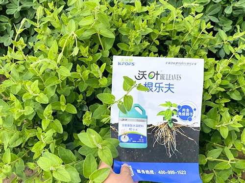 水溶肥這樣搭配使用，解決金銀花根腐黃化