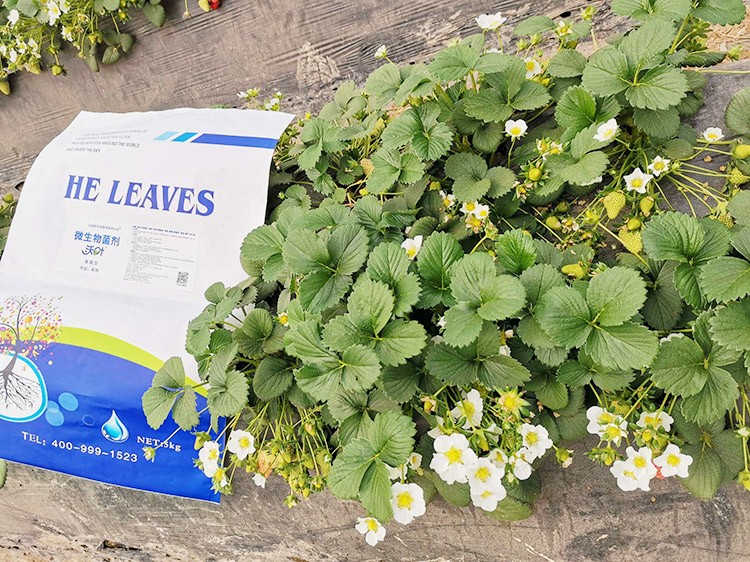 草莓微生物菌劑哪種好？別用錯(cuò)了！