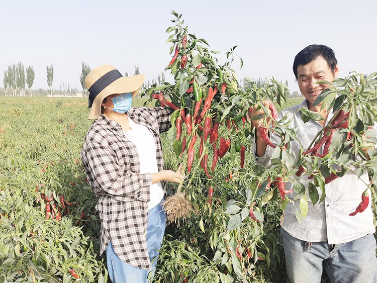 進(jìn)口水溶肥哪個(gè)牌子好？
