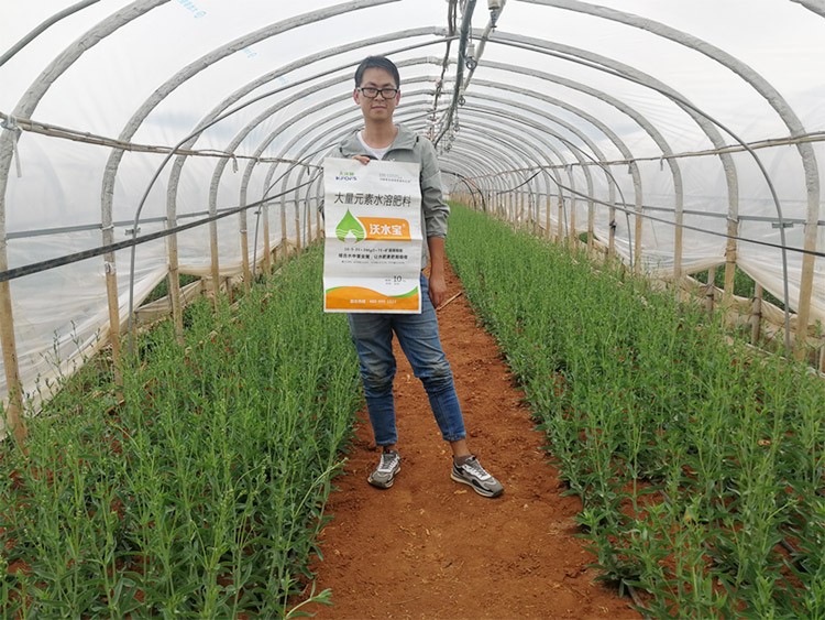 進口水溶肥以色列的哪家好？