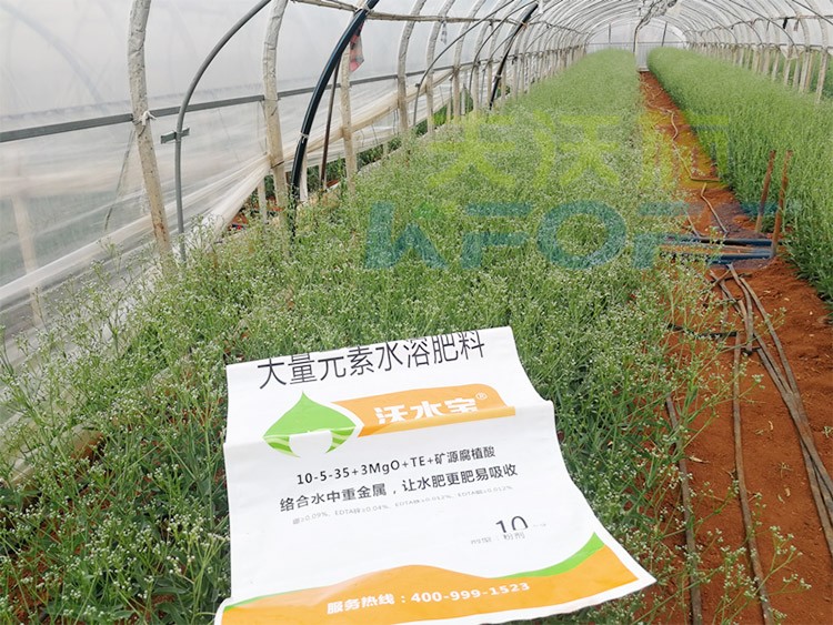 進口水溶肥以色列的哪家好？