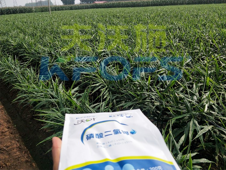 進(jìn)口磷酸二氫鉀哪個(gè)品牌好？