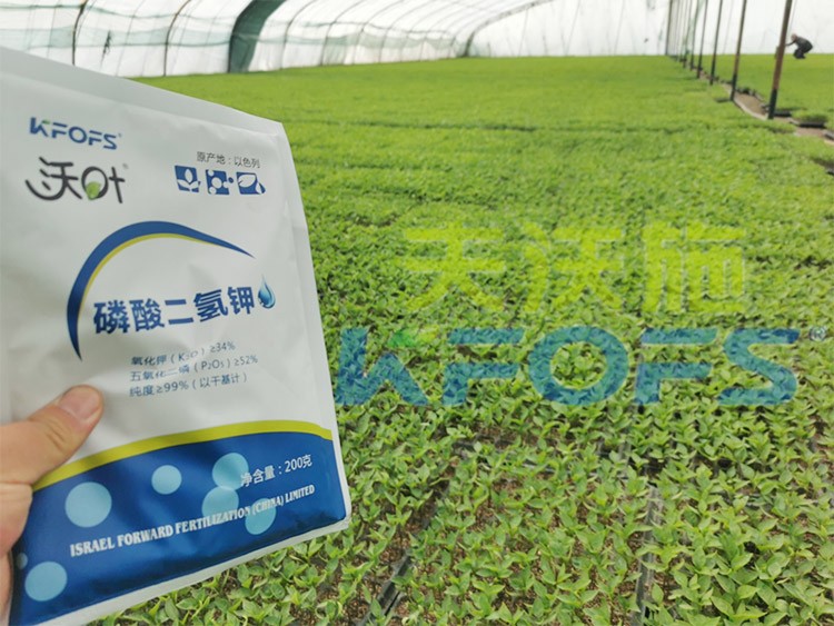 怎么選擇葉面肥廠家？看完就知道！