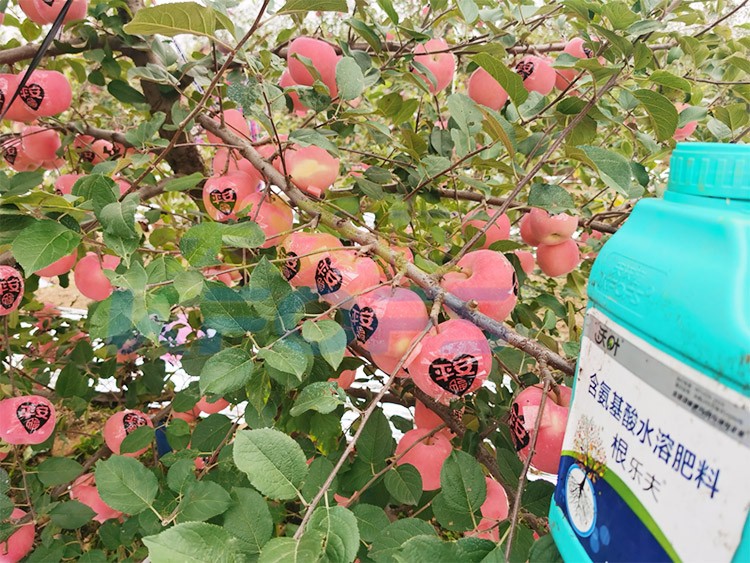 沃葉水溶肥效果怎么樣？怎么購買？