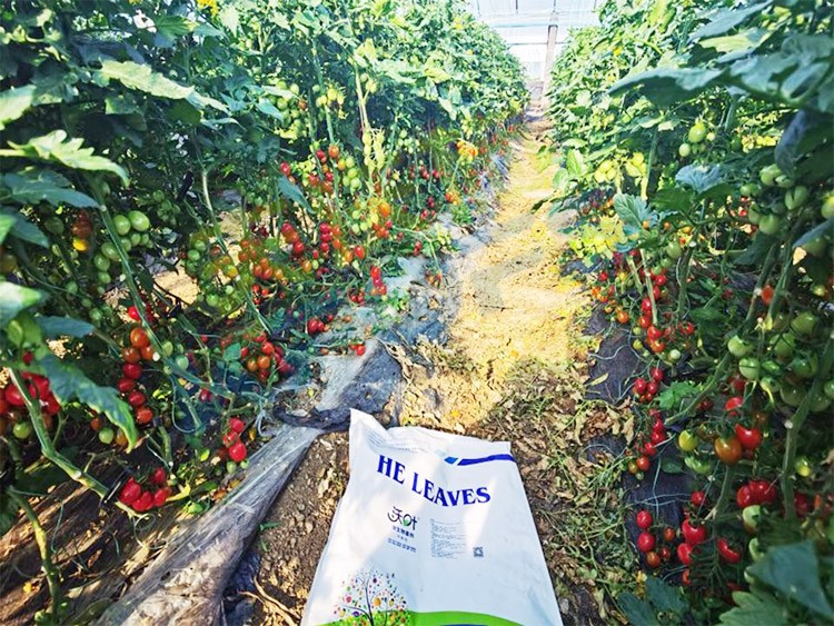 沃葉水溶肥效果怎么樣？怎么購買？