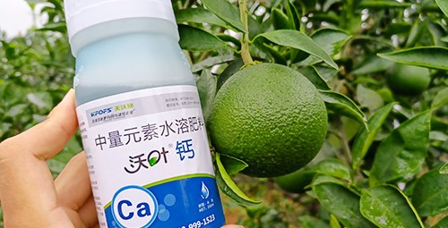 果樹補鈣用什么鈣肥好？