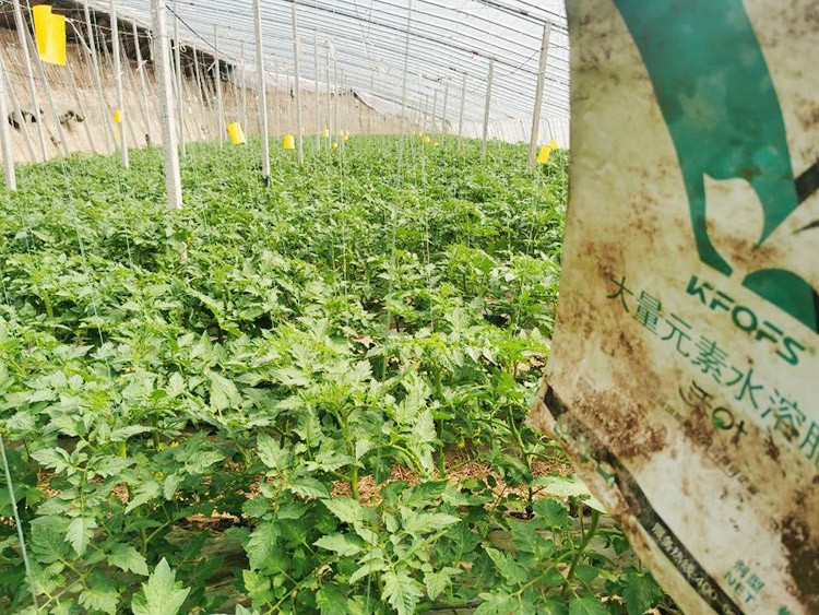 水溶肥哪種的效果好？看完別說不知道了！