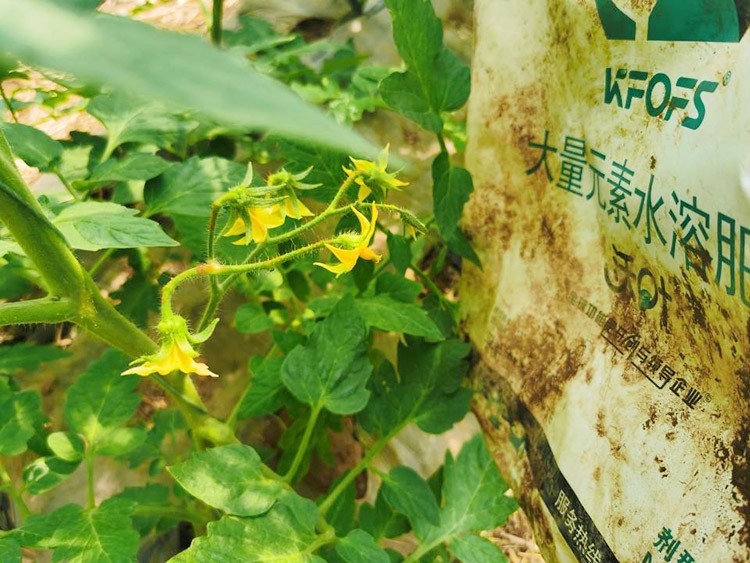 水溶肥哪種的效果好？看完別說不知道了！