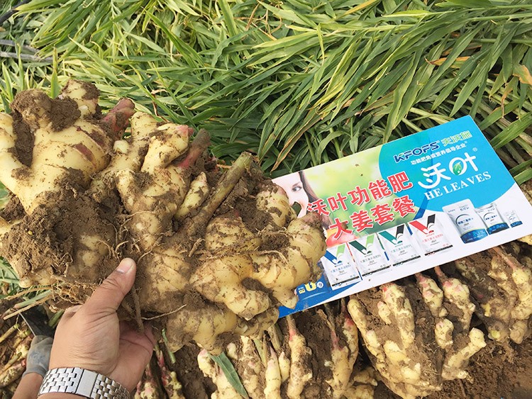 進(jìn)口水溶肥還不知道沃葉？虧大了！