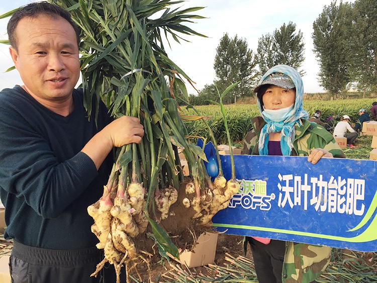 進口水溶肥推薦你選沃葉，這就是原因！