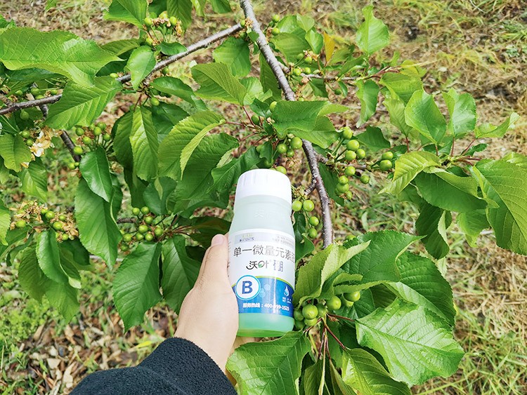 保花保果葉面肥，她就認(rèn)準(zhǔn)這個(gè)牌子！