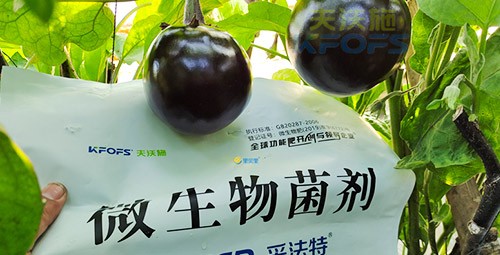進(jìn)口水溶肥蔬菜上怎么用效果好？