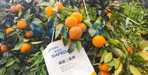 柑橘專用肥選采法特，就是不一樣！