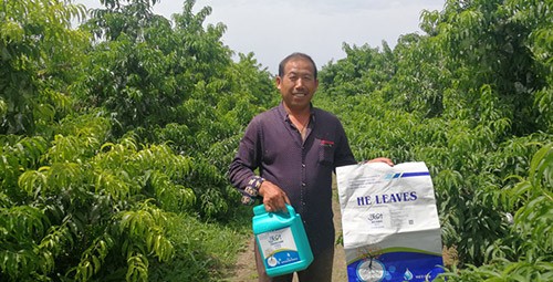 桃樹施什么肥料好，看這一篇就夠了！