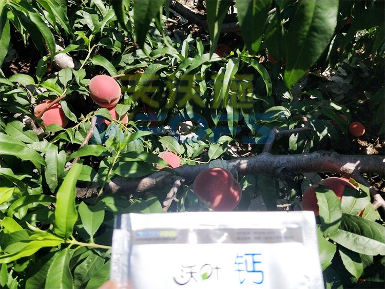 桃樹施什么肥料好，看這一篇就夠了！