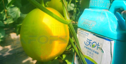 甜瓜用什么肥料更甜，你知道嗎？
