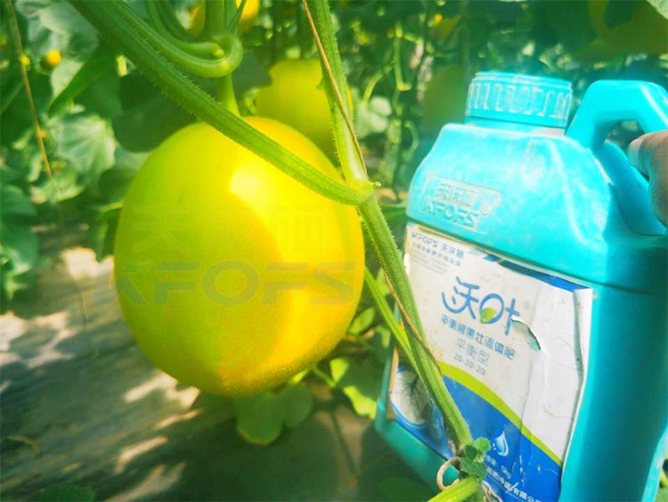 甜瓜用什么肥料更甜，你知道嗎？