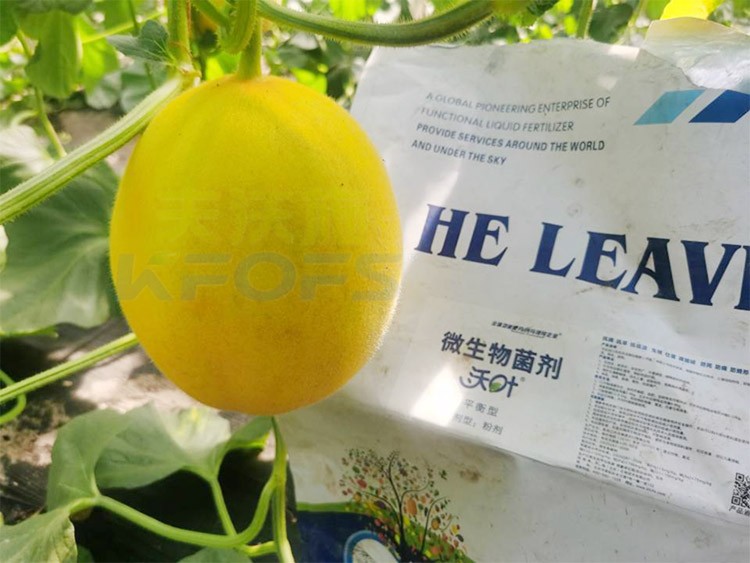 甜瓜用什么肥料更甜，你知道嗎？