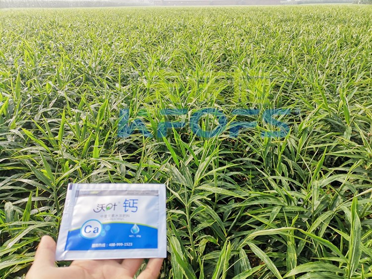 鈣肥為何在大姜上全程使用？