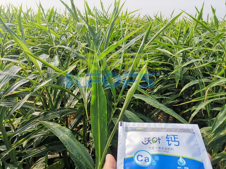 鈣肥為何在大姜上全程使用？