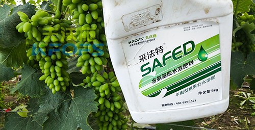 進(jìn)口水溶肥用這個(gè)，葡萄能增產(chǎn)