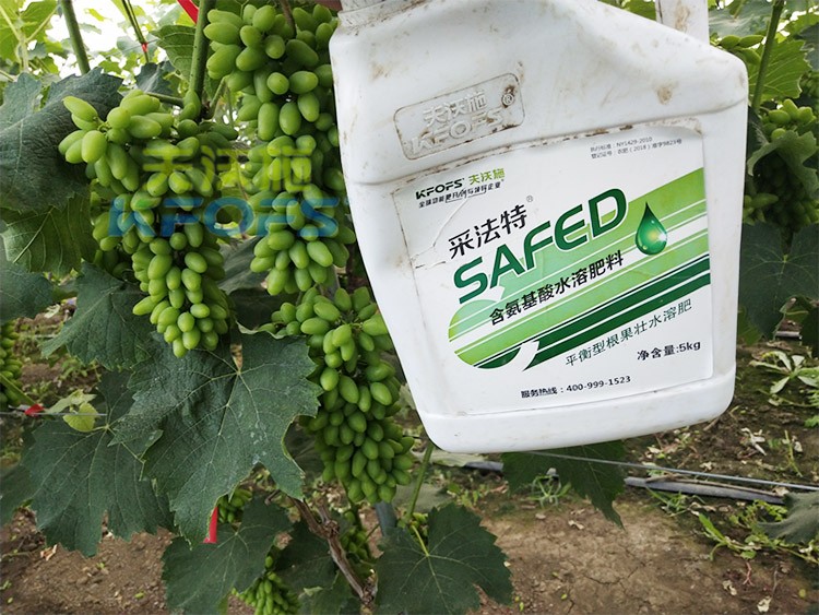 進(jìn)口水溶肥用這個，葡萄能增產(chǎn)