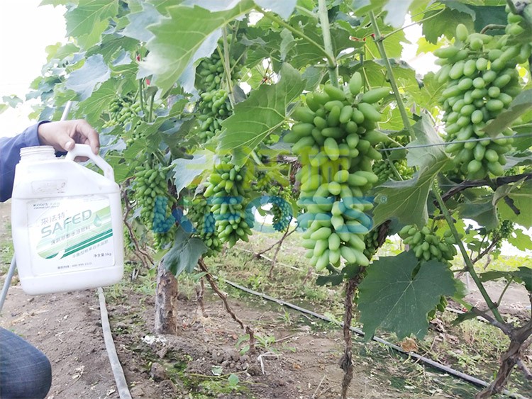 進(jìn)口水溶肥用這個，葡萄能增產(chǎn)