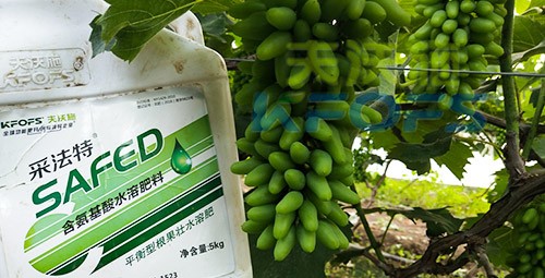 葡萄水溶肥品牌哪個(gè)好？案例告訴你！